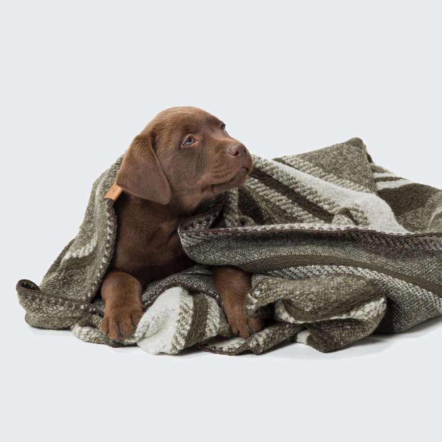 Cloud7 Dog Blanket Evergreen - Bild 2