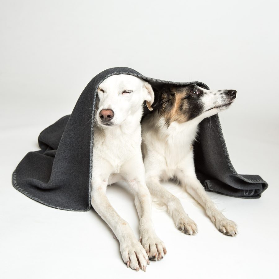 Cloud7 Dog Blanket Fleece Dark Grey - Bild 2