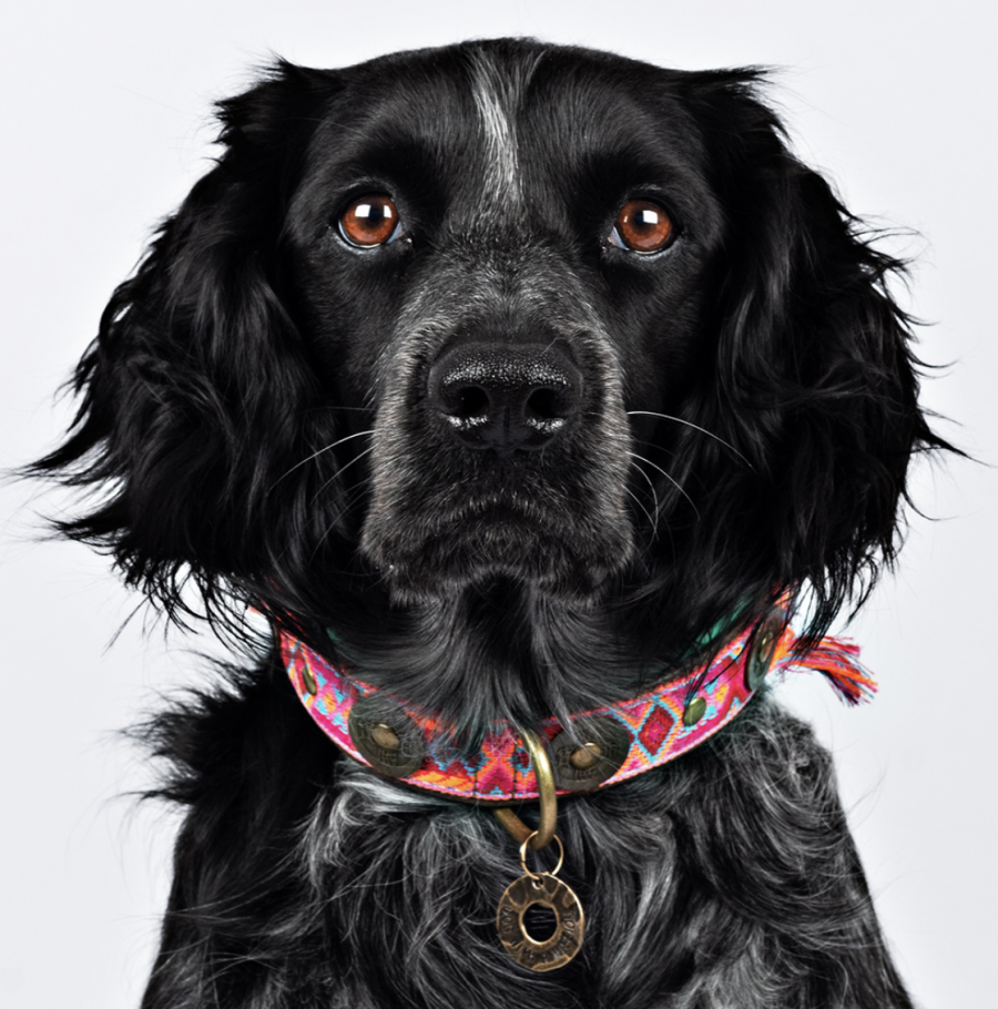DWAM - Dog With a Mission - Boho Rosa halsband - Bild 2