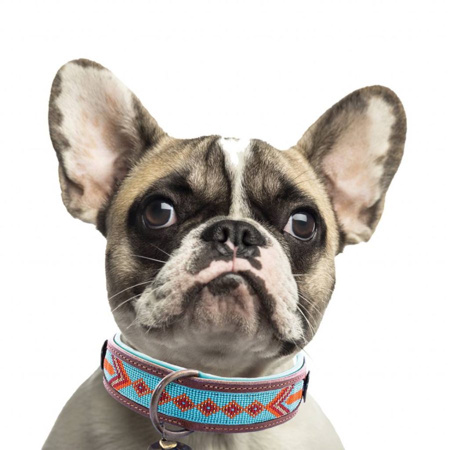DWAM - Dog With a Mission - Paddy Lee halsband - Bild 2