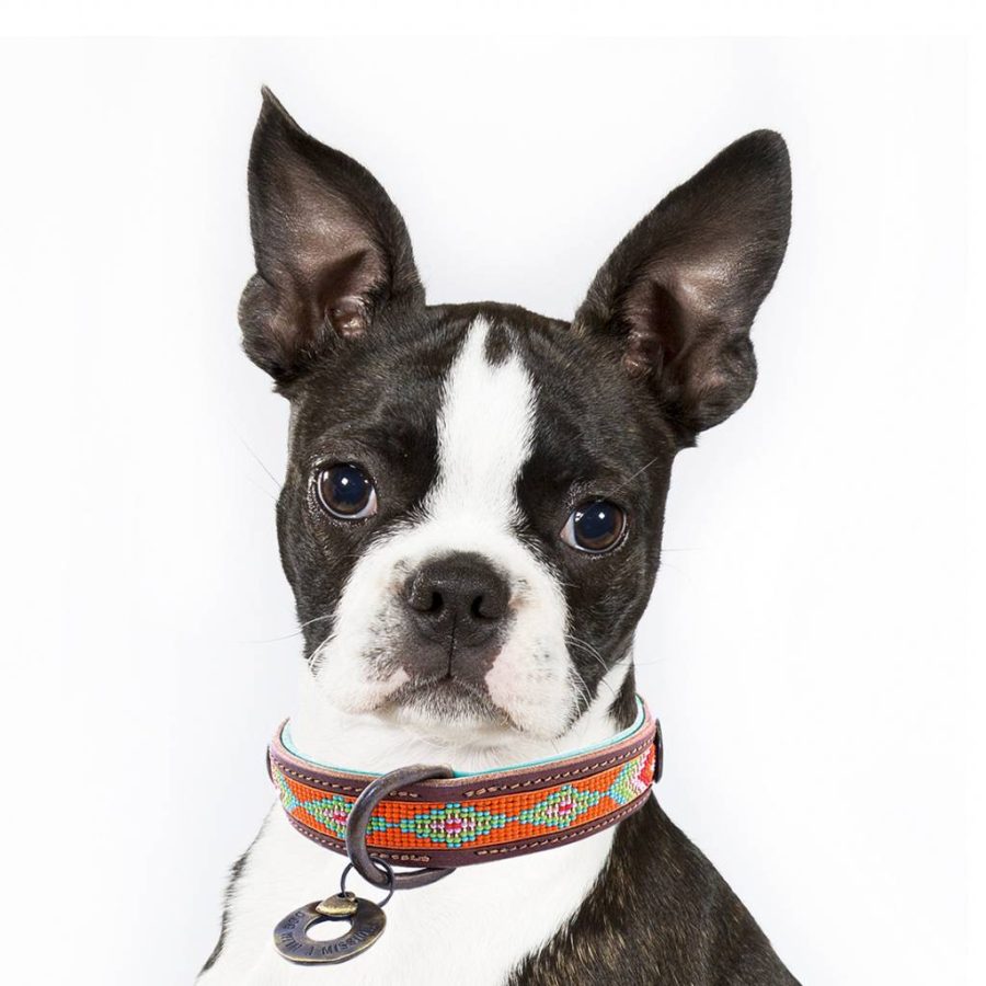 DWAM - Dog With a Mission - Tiger Lily halsband