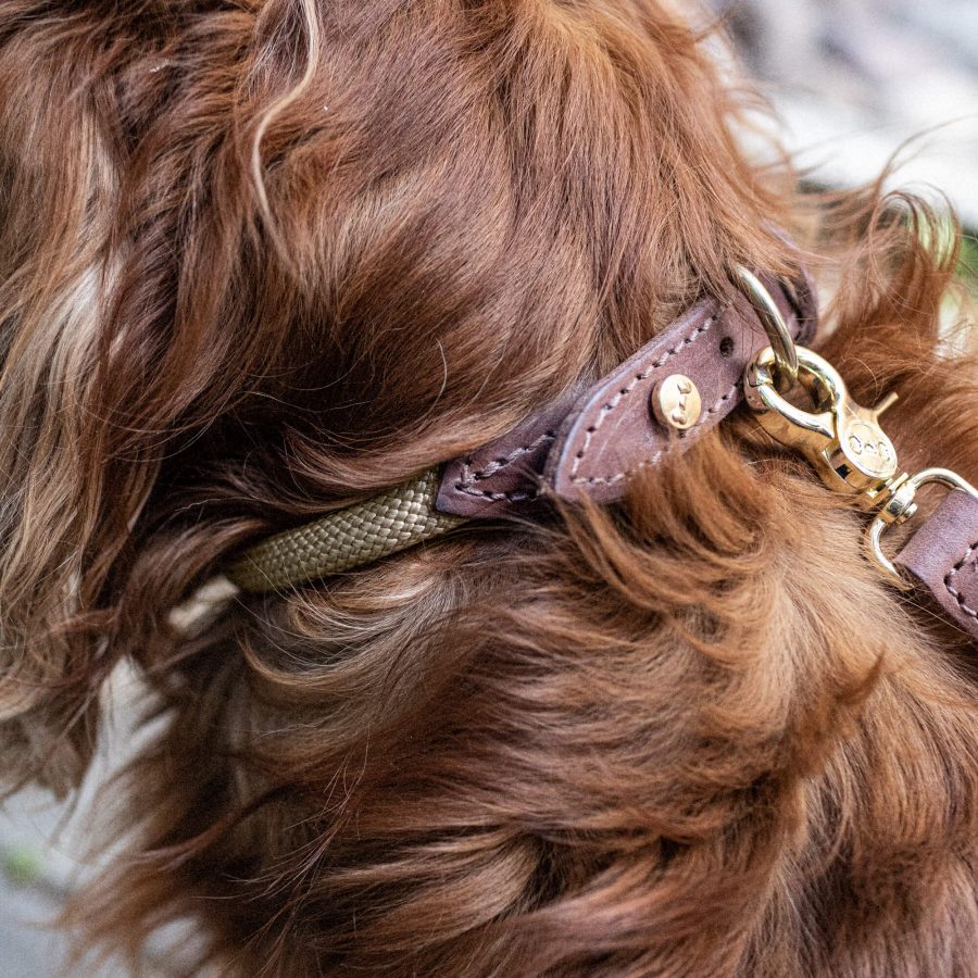 Denjo Dogs Hundhalsband Torekov Golden Sand - Bild 2