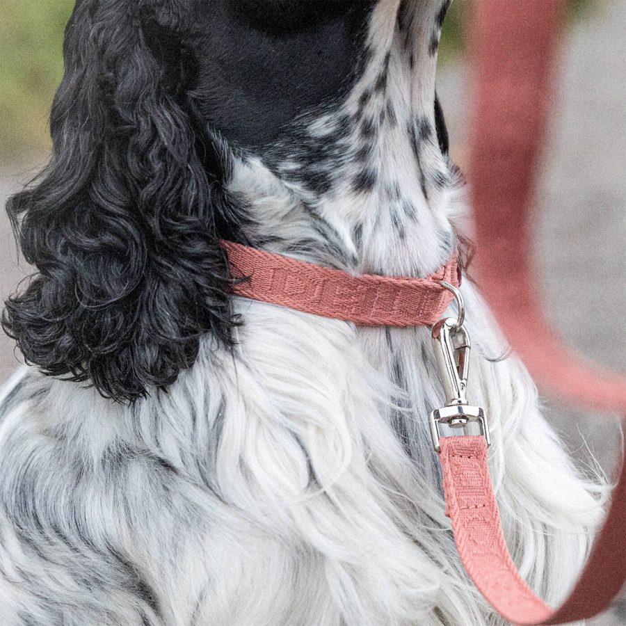 Denjo Dogs Hundhalsband Everyday Logo Pale Red - Bild 2