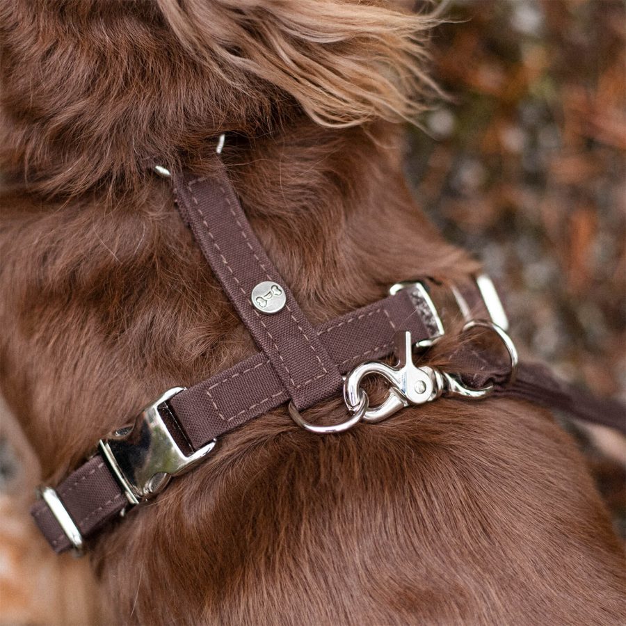 Denjo Dogs Hundsele Signature Go Chocolate - Bild 2