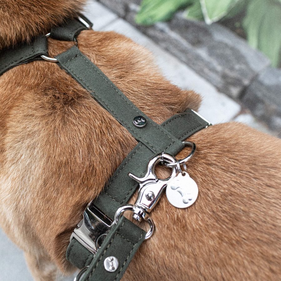 Denjo Dogs Hundsele Signature Go Khakigrön - Bild 2