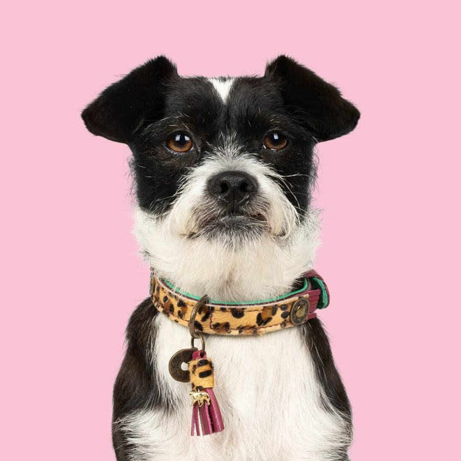 DWAM - Dog With a Mission - Lou Lou halsband - Bild 2