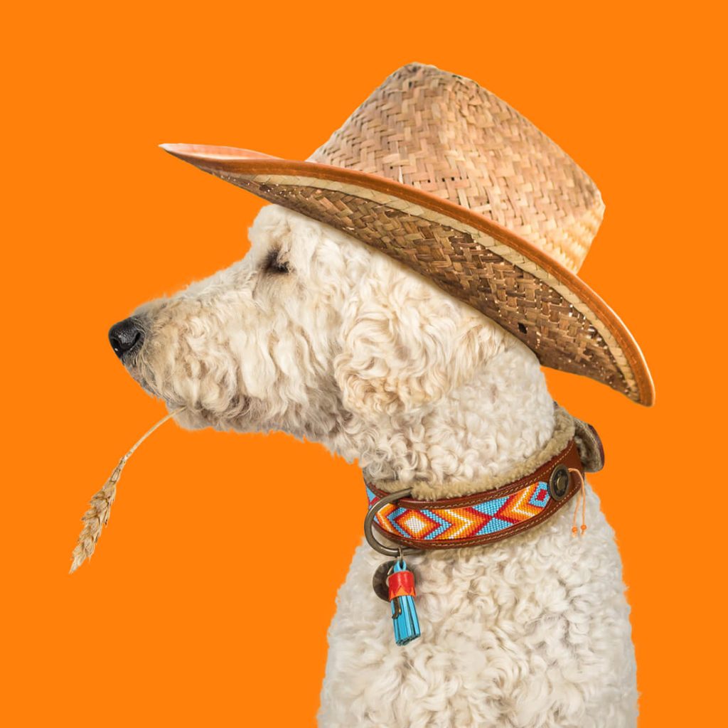 djurbutik hundhalsband