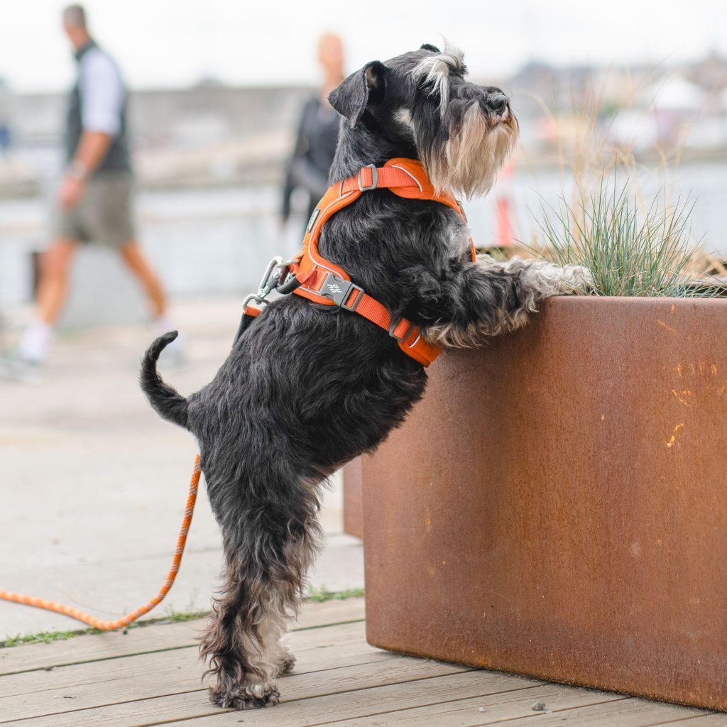 DOG COPENHAGEN